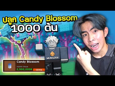 ปลูก Candy Blossom 1000 ต้นทั้งสวน Roblox Grow a Garden