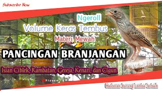 Download lagu 1 Jam Terapi Burung BRANJANGAN Gacor Ngerol Volume Tembus Full Isian‼️Cocok Untuk Pancingan/Masteran mp3 Download lagu 1 Jam Terapi Burung BRANJANGAN Gacor Ngerol Volume Tembus Full Isian‼️Cocok Untuk Pancingan/Masteran mp3