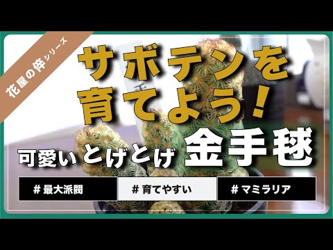 園芸 クッションサボテン、マミラリア