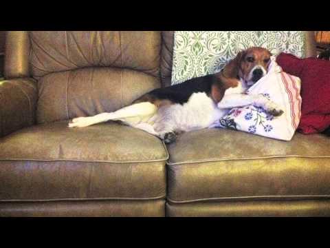 Sandra Boynton’s I’VE GOT A DOG Dwight Yoakam [fan-sourced video]