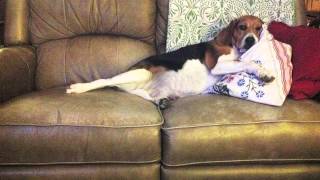 Sandra Boynton’s I’VE GOT A DOG Dwight Yoakam [fan-sourced video]