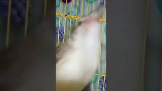 Download lagu Bikin jantan ngebren Ciblek sawah betina gacor nembak nembak #shortsvideo #subscribe mp3