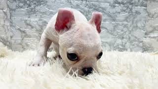 ビションフリーゼの動画01