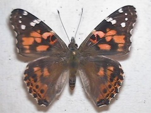 3 Videos Highlighting the Miracle of Nature 3 Videos Highlighting the Miracle of Nature