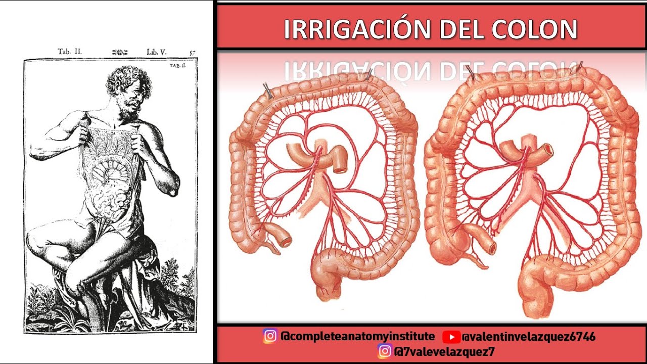 IRRIGACIÓN DEL COLON - Arco de Riolano, anastomosis máxima de Haller, arco yuxtacólico de Drummond
