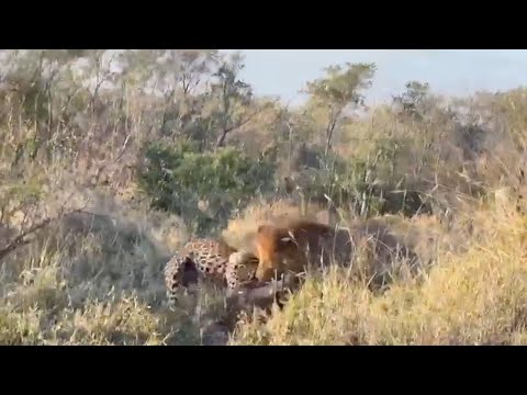 Male lion catches a leopard catching a warthog