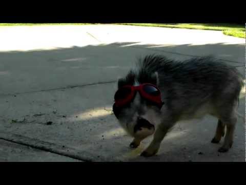 Mini Teacup Pig in Goggles Thimble