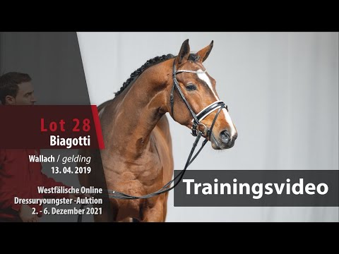 Online Dressuryoungster-Auktion Training Lot 28 Biagotti Wallach v. By your Side - Rock Forever I