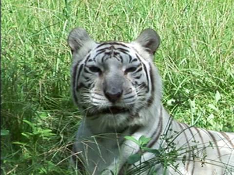 Do BIG Cats like catnip?