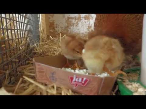 Altsteirer Hühner und Kücken