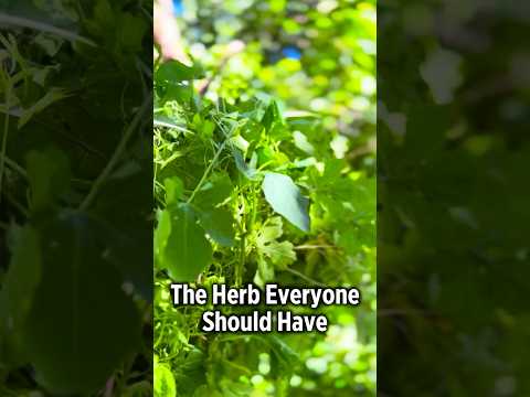 Cerasee (Asosi) – The Bitter Herb Haitians Swear By 🌿🇭🇹