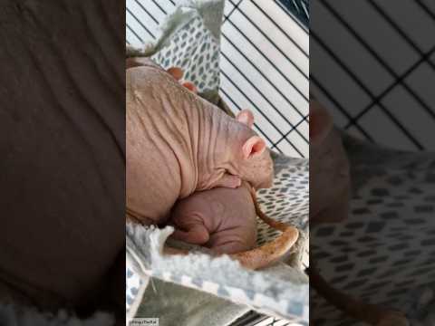 Skalde LOVES to hang out with his rattie friends 🥹