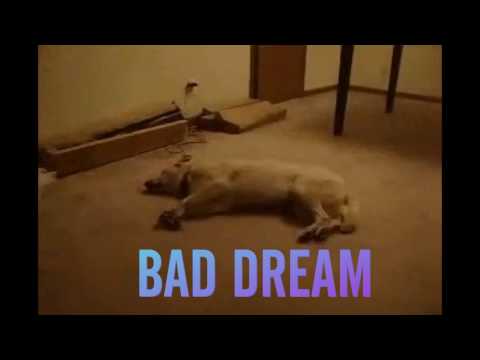 DOG IS SEE BAD DREAM Whatsapp Video   Funny video