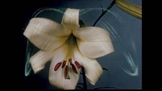 Flyying Colours - Long Holiday