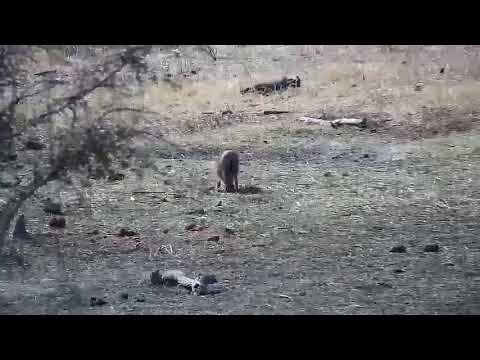 Djuma: Warthogs - 14:28 - 09/18/21