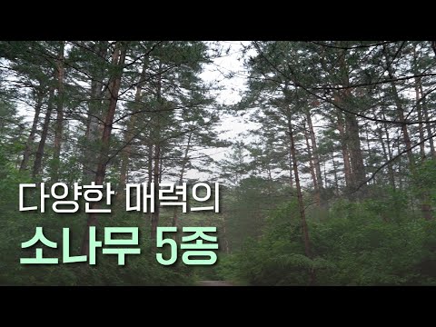 EP.19 | 소나무 집안에 속하는 5종의 소나무를 소개합니다