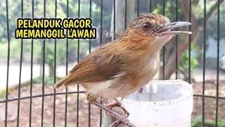 Download lagu SUARA PELANDUK BUKIT GACOR MEMANGGIL LAWAN mp3