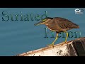 Striated Heron