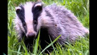 Hurricane Smith   Don&#39;t Let It Die