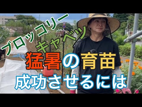 菜園に日陰を作るにはどうすればいいですか？この夏、野菜を守るための 5 つ以上の熱波対策のヒント  庭園
