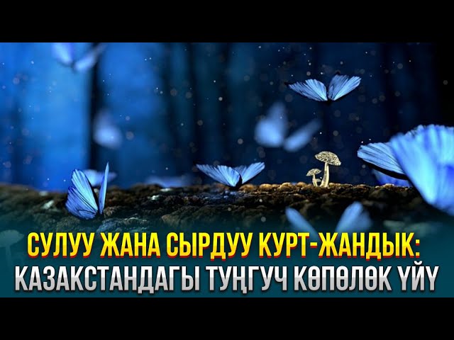 Сулуу жана сырдуу курт-жандык: Казакстандагы туңгуч көпөлөк үйү