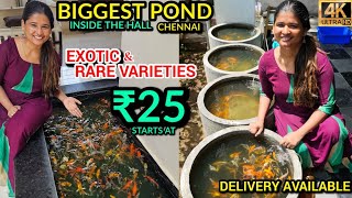 Original Exotic KOI Fish From ₹25| Longest pond inside a house😍 By Fish Veriyan Vandhian