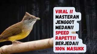 Download lagu VIRAL MASTERAN CUCAK JENGGOT MEDAN !! JERNIH !! & BERJEDA !! 100% MASUK !! mp3