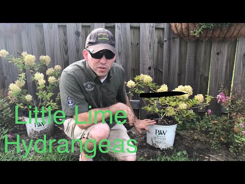 download lagu mp3 mp4 Hydrangea Little Lime Care, download lagu Hydrangea Little Lime Care gratis, unduh video klip Hydrangea Little Lime Care