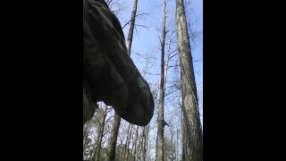 Turkey Calling" Pileated Woodpecker/ Crow