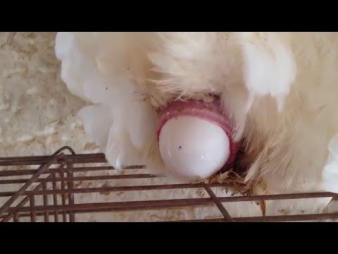 chicken laying an egg close up