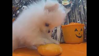 ポメラニアンの動画01