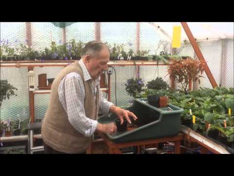 Repotting Streptocarpus