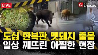 [????사건파일X] 세종 도심에 멧돼지 3마리 출몰 / 차 빼러 갔더니 멧돼지가 / 이대 캠퍼스에 연달아 접수된 '멧돼지 출몰' [무조건 간다 LIVE]
