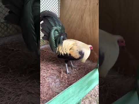 Mcrae x Perfection Grey