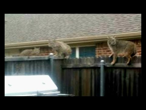 Bobcat jumps into backyard, kills dog