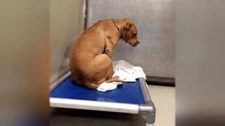Depressed Dog Facing Wall After Being Rejected By Shelter is Now All Smiles