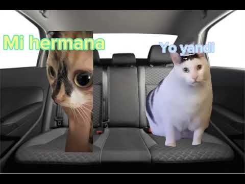 memes de gato de español