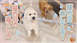 【大型犬のいる暮らし】雨で散歩に行けない日。2匹の愛犬と過ごすお家遊び♪