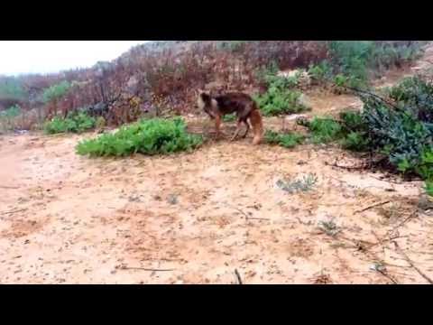 Mother fox leading human to her kits Pt1