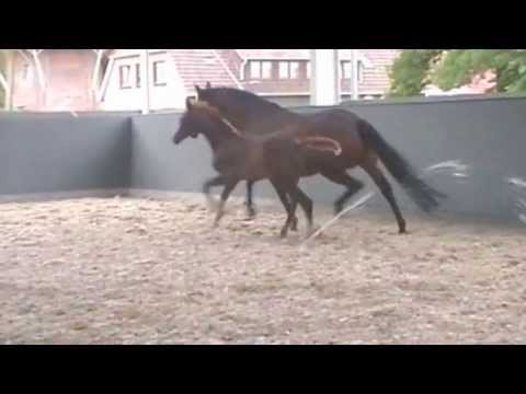 Rubin Royal x Diamond Hit Stutfohlen