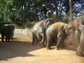 Elefánt menet Sri Lankán