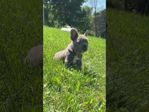 Video 1