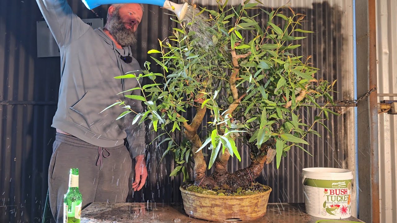 Eucalyptus Bonsai Repot