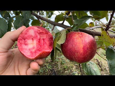 Cherry Crush Skillcult Apple NW WA Taste Test Oct 8, 2025 