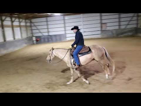 jerseybootybepeppy for consideration - yellow jersay gelding.