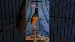 Download lagu MURAI BATU NEMBAK ISIAN LOVEBIRD~MB BARA API mp3