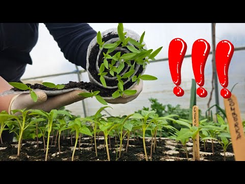 Trik za brzi uzgoj presadnica - novi način efikasne sjetve na malom prostoru!