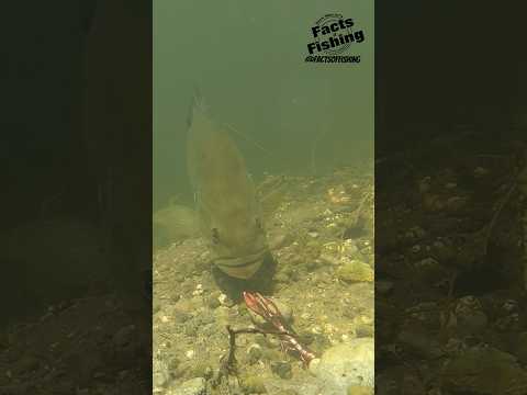 Bass Eats a Glide & Shake Champ Craw #shorts