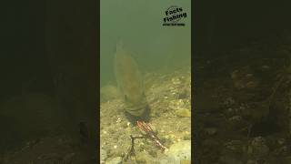 Bass Eats a Glide &amp; Shake Champ Craw #shorts