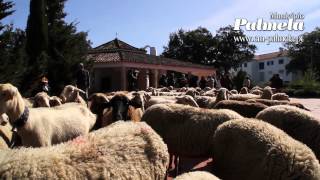 preview picture of video 'Festival Queijo Pão e Vinho, manhã de sábado 2013'